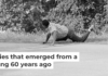 James Meredith looks at Aubrey Norvell, partially hidden behind foliage, after Norvell shot him in Hernando, Miss., on June 6, 1966. AP Photo/Jack Thornell